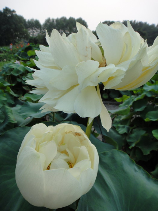 dsc00649-9.jpg