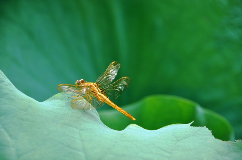 dsc_0119.jpg