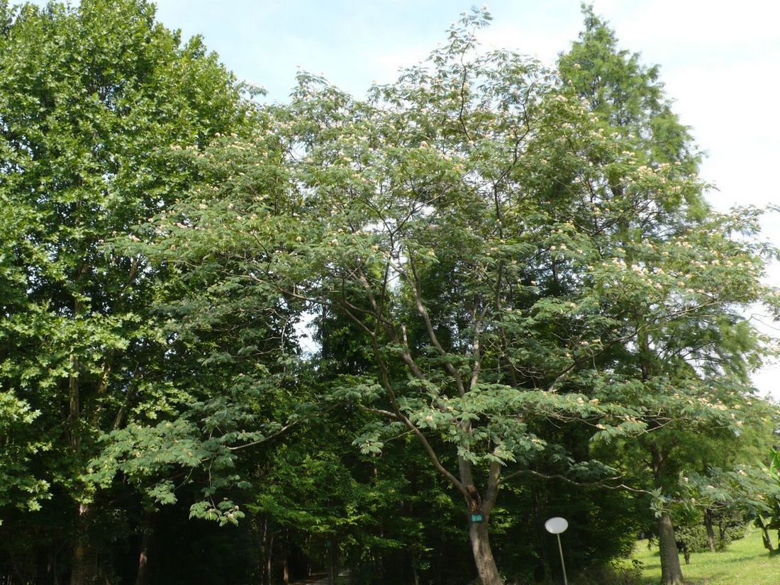 l1100910.jpg