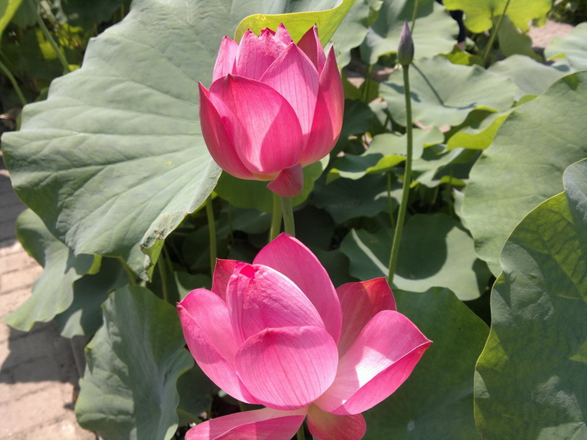 20110702㹲 074.jpg