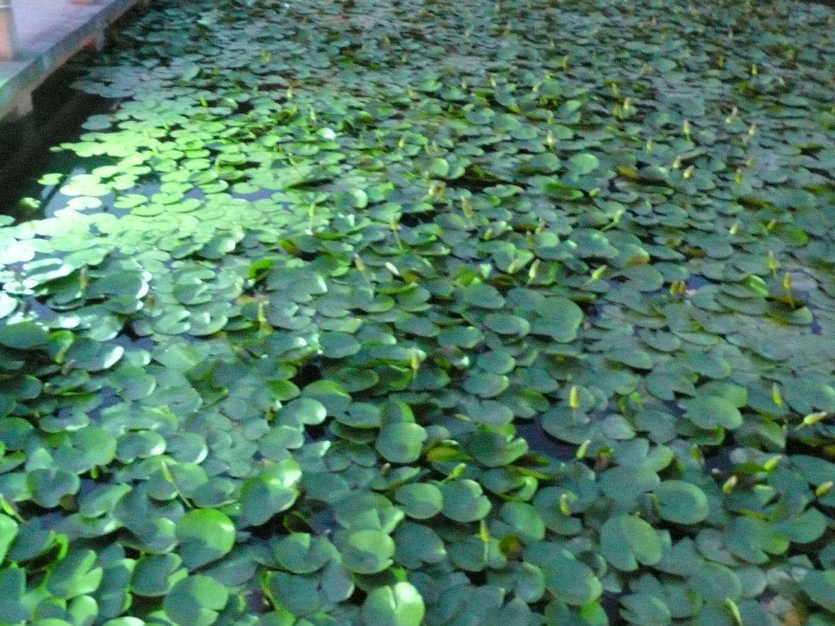 l1110014.jpg