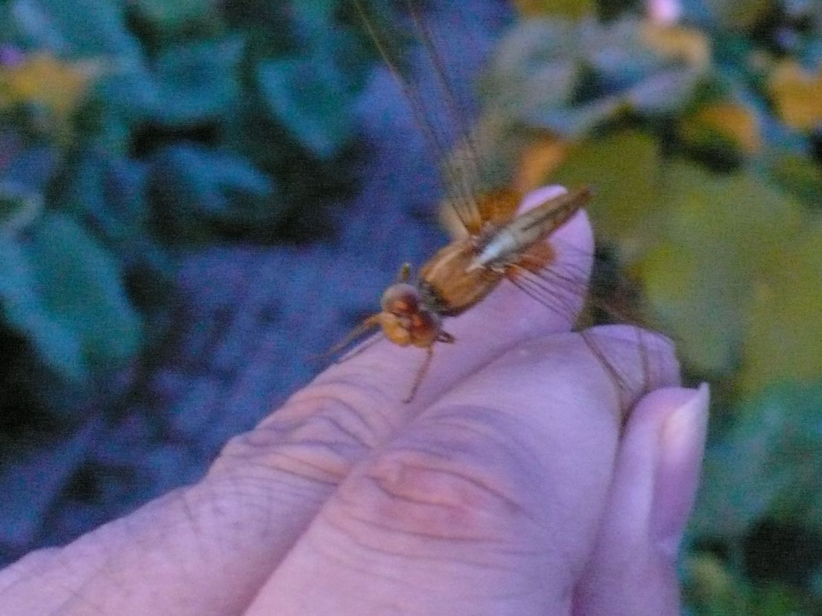 l1110016.jpg