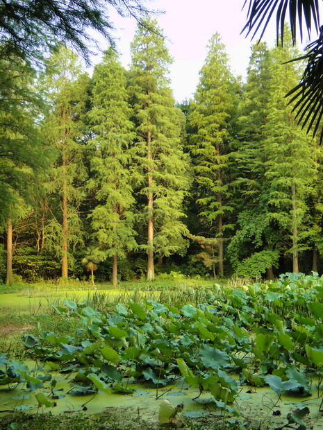 dsc02016.jpg