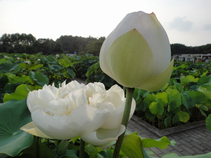 dsc00475.jpg
