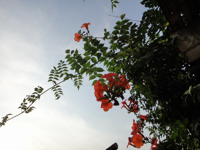dsc00479.jpg