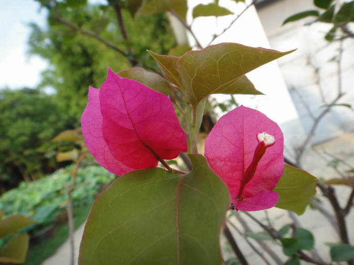 dsc00505.jpg