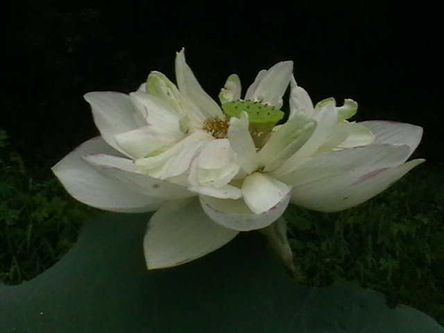 imga0306.jpg