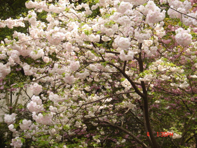 dsc01776.jpg
