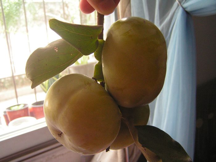 pict0004-С.jpg
