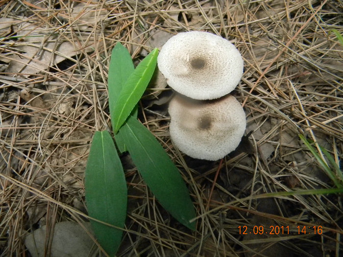 dscn7571.jpg