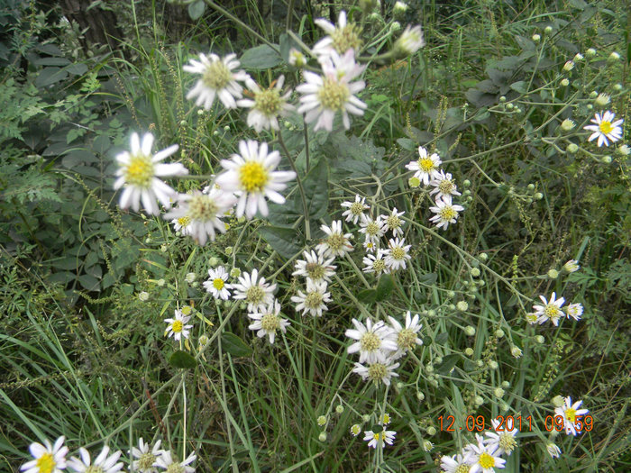dscn7387.jpg