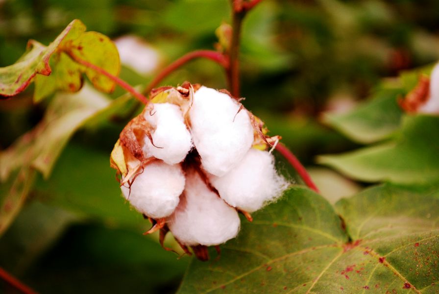 ���㵺 095_conew1.jpg