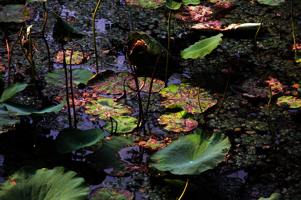 dscn4255.jpg