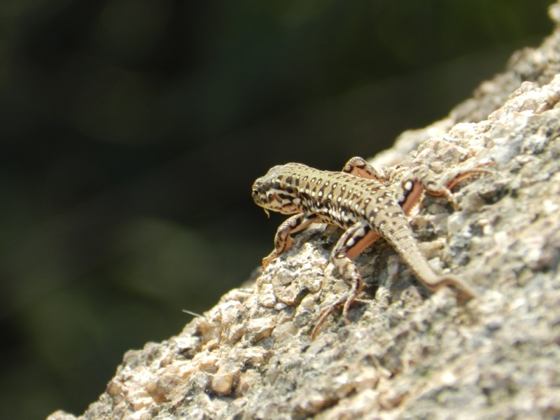 dscn2203.jpg