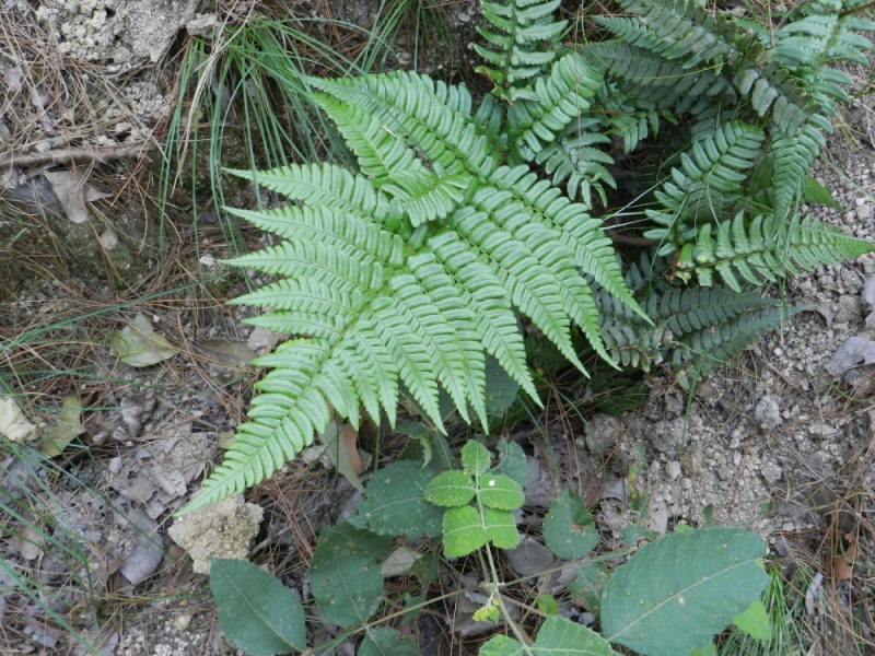 dscn2227.jpg