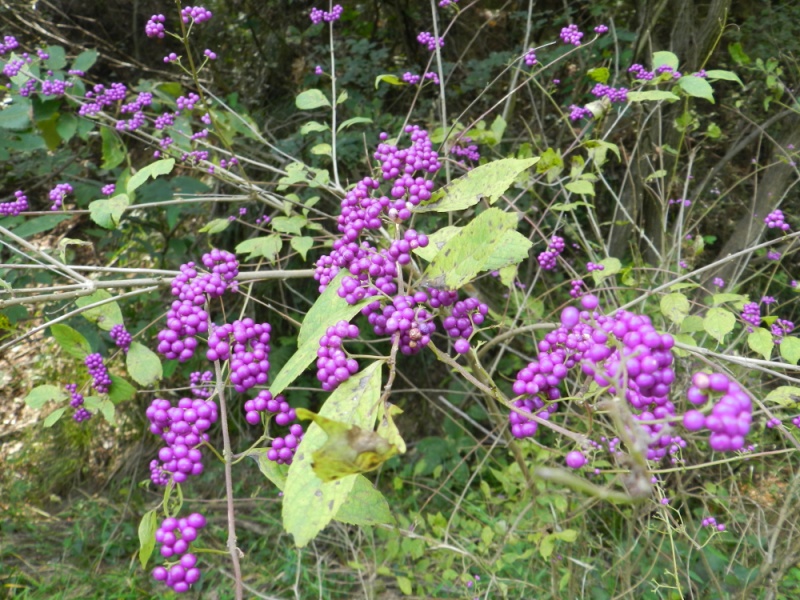 dscn2230.jpg