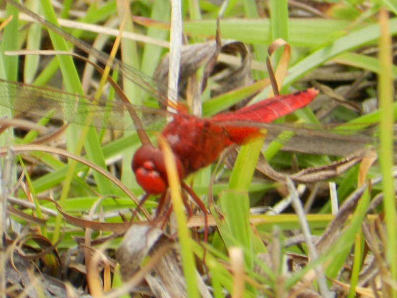 dscn2263.jpg