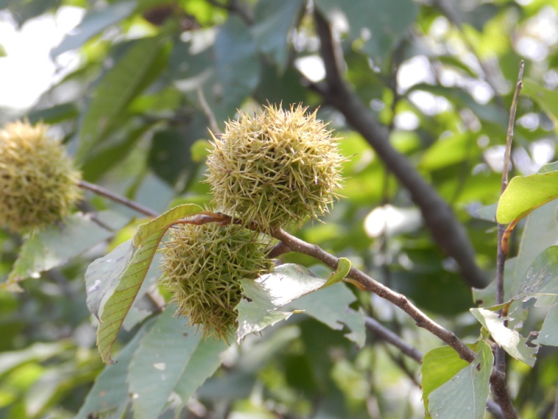 dscn2228.jpg