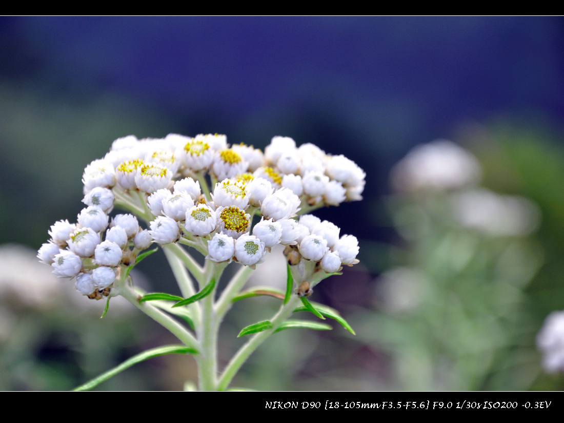 dsc_0360.jpg