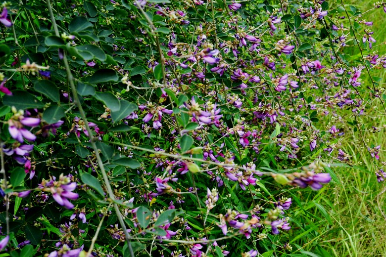  072_conew1.jpg