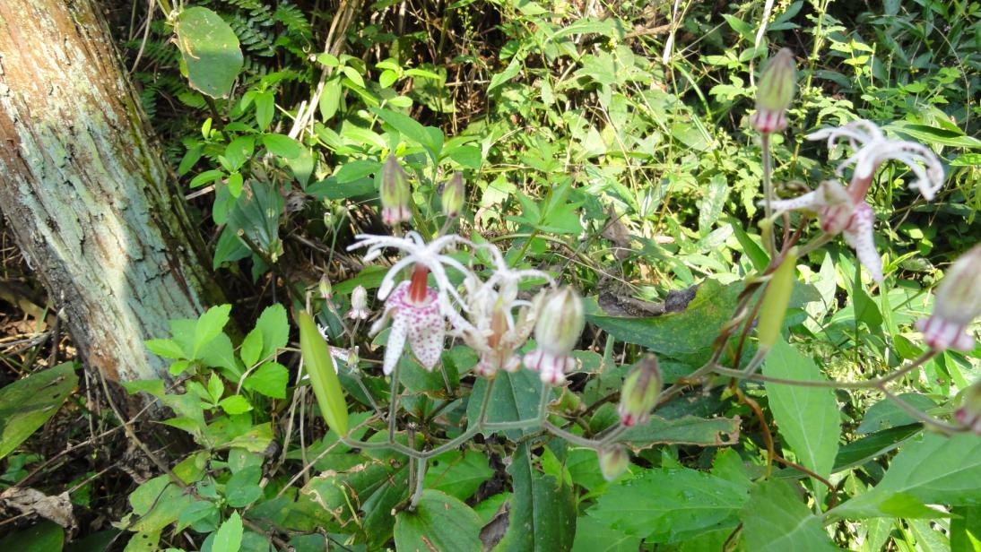 dsc01087.jpg