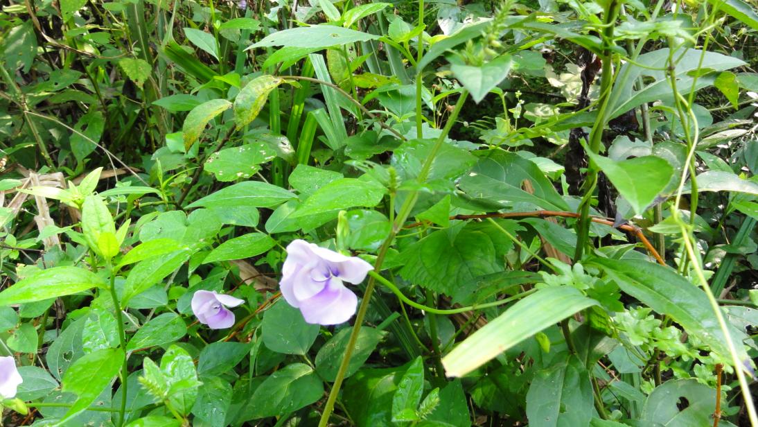 dsc01085.jpg