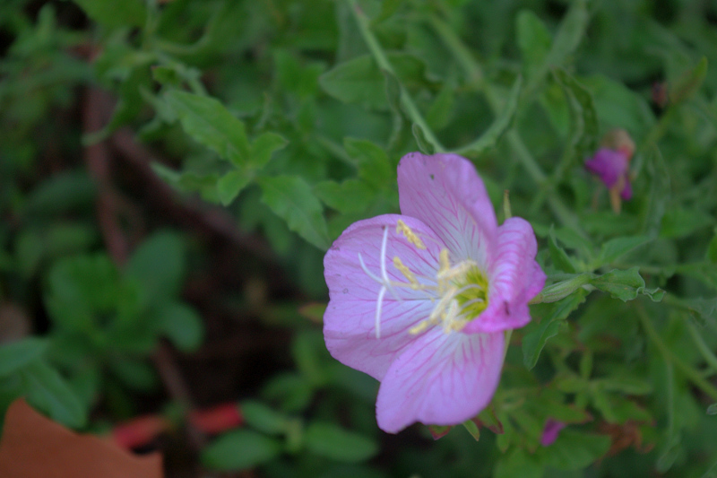 imgp2851.jpg