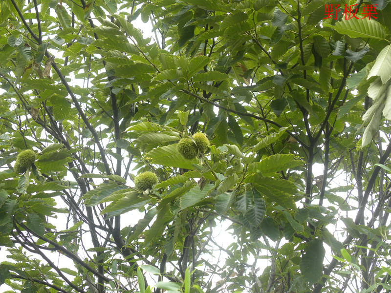 dscn3657_.jpg