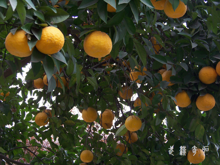 20120103s人ʯ-ʡ (37).jpg