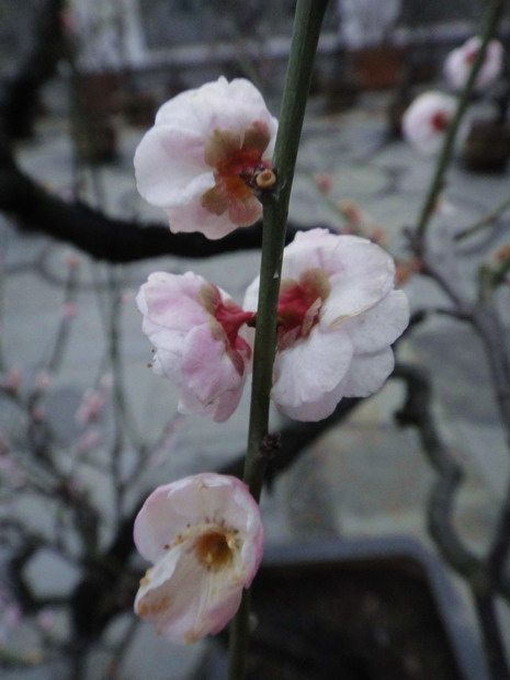 dsc02988.jpg