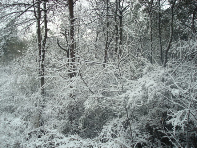 dsc00309.jpg