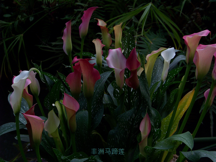 20120101人ֲ԰չ (16).jpg
