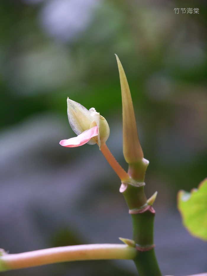 20120121q人ֲ԰-ں (15).jpg