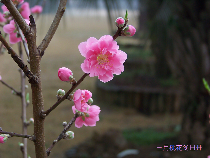 20120121sֲ԰һչ (12).jpg