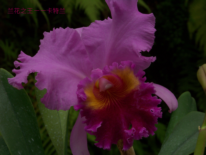 20120121f人ֲ԰չ- (15).jpg