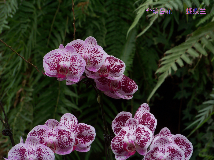 20120121j人ֲ԰չ- (13).jpg