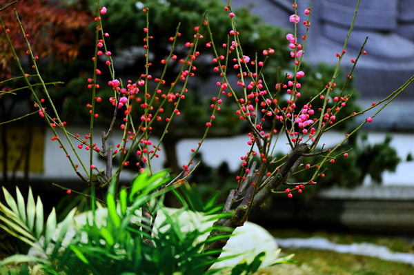 _dsc0010.jpg