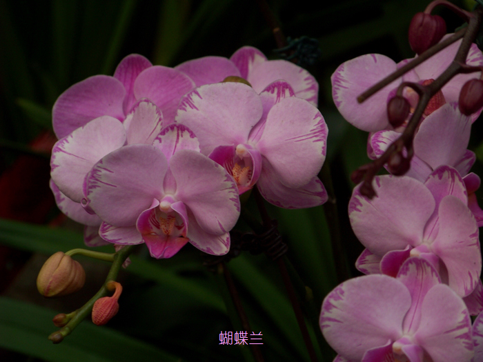20120101人ֲ԰չ (11).jpg