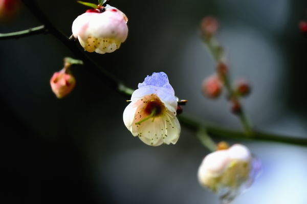 _dsc9867.jpg