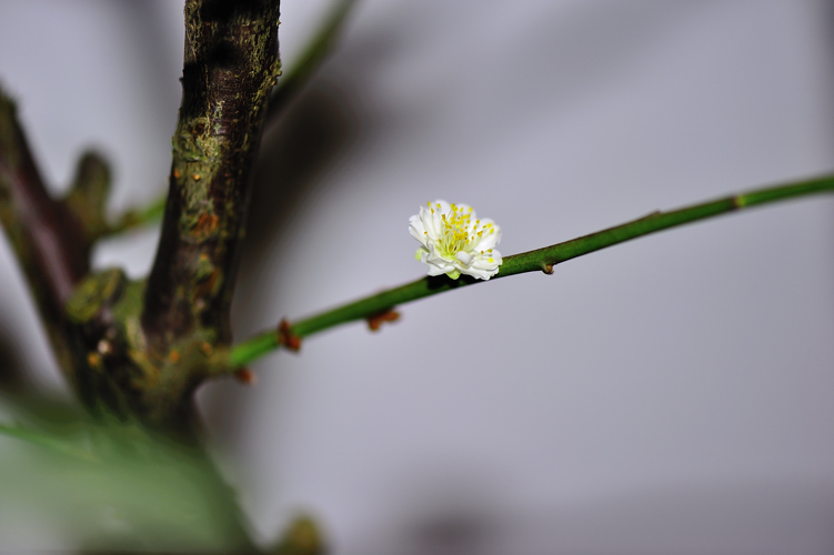 _dsc9907.jpg