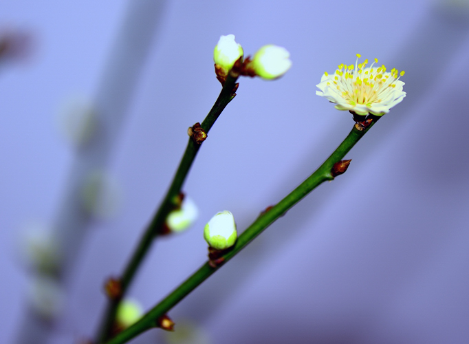 _dsc9908.jpg