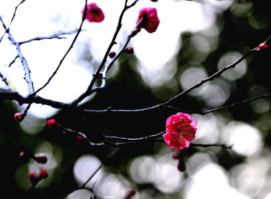 _dsc9887.jpg