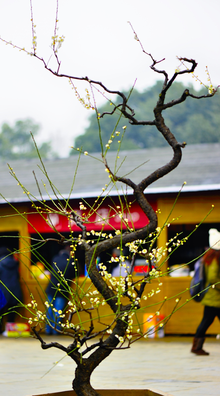 _dsc9996.jpg