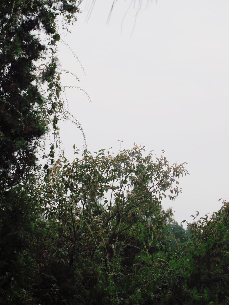 dscf5226.jpg