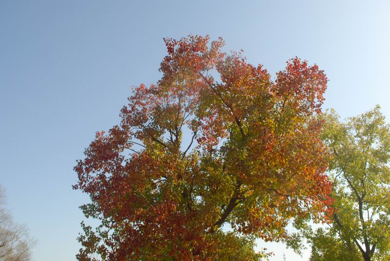 dsc_0013.jpg