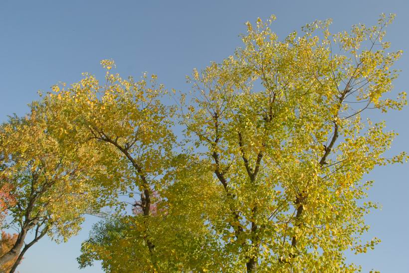 dsc_0029.jpg