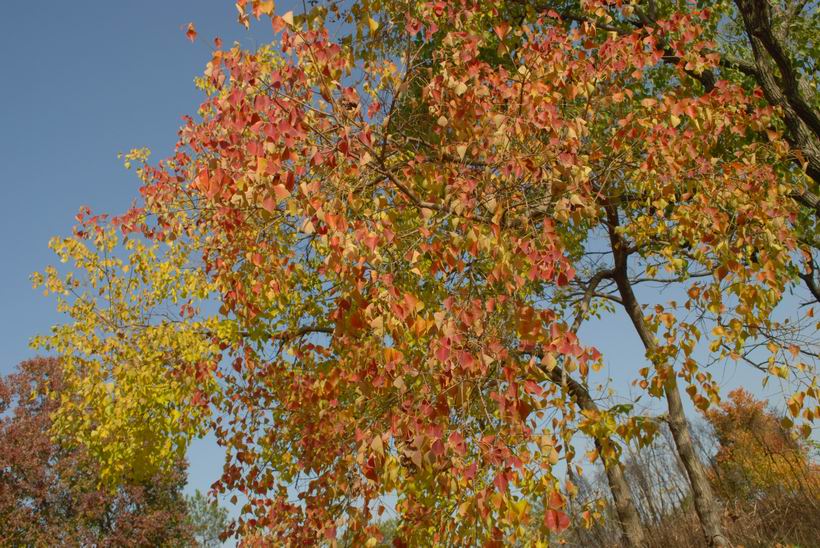 dsc_0030.jpg