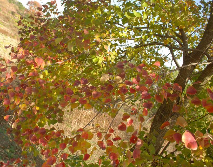 dsc_0036.jpg