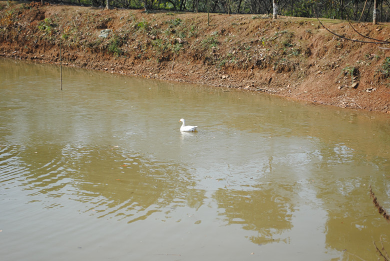 dsc_0036_.jpg