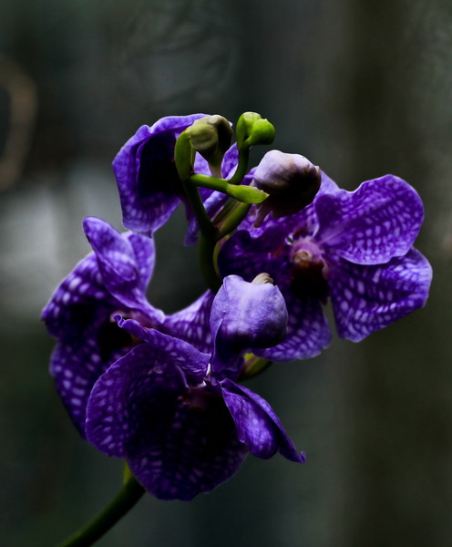 img_4330_СС.jpg